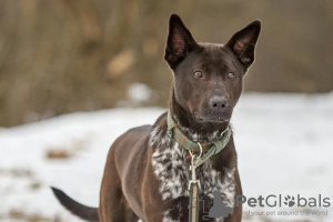 Foto №4. Ich werde verkaufen  in der Stadt Москва. quotient 	ankündigung - preis - Frei