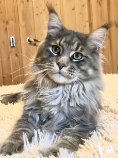 Foto №2 zu Ankündigung № 6064 zu verkaufen maine-coon-katze - einkaufen Russische Föderation quotient 	ankündigung