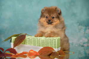 Foto №2 zu Ankündigung № 4060 zu verkaufen german spitz - einkaufen Russische Föderation züchter