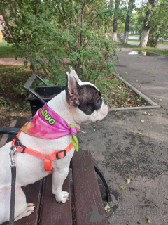 Foto №2 zu Ankündigung № 151725 zu verkaufen französische bulldogge - einkaufen Großbritannien quotient 	ankündigung