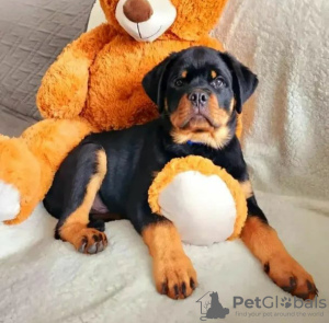 Foto №4. Ich werde verkaufen rottweiler in der Stadt Warschau. quotient 	ankündigung - preis - 1200€