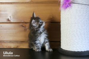 Zusätzliche Fotos: Maine Coon Mädchen Tortie Marmorfarbe