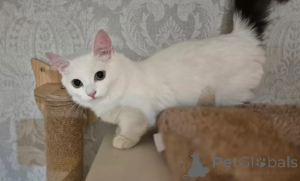 Foto №1. munchkin - zum Verkauf in der Stadt Amstetten | verhandelt | Ankündigung № 160386