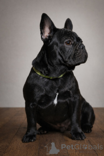 Foto №2 zu Ankündigung № 161460 zu verkaufen französische bulldogge - einkaufen Österreich quotient 	ankündigung