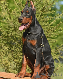 Foto №4. Ich werde verkaufen dobermann in der Stadt Hannover. quotient 	ankündigung - preis - 1009€