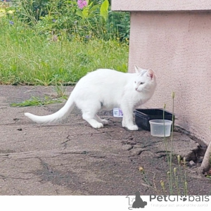 Foto №1. türkisch angora - zum Verkauf in der Stadt Minsk | Frei | Ankündigung № 151666
