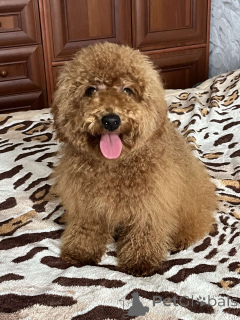 Foto №2 zu Ankündigung № 156646 zu verkaufen pudel (toy) - einkaufen Ukraine quotient 	ankündigung, aus dem tierheim, züchter