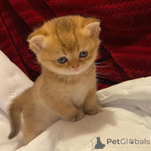 Foto №4. Ich werde verkaufen  in der Stadt Jablonec Nad Nisou.  - preis - verhandelt