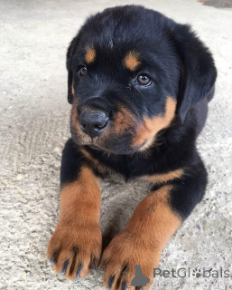 Foto №2 zu Ankündigung № 173652 zu verkaufen rottweiler - einkaufen Deutschland züchter