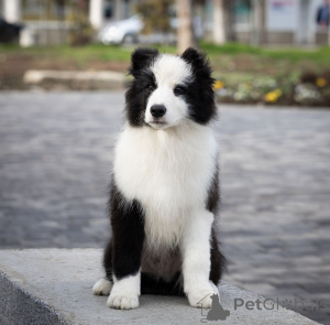 Foto №3. Border Collie Welpen. Serbien