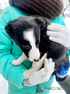 Foto №1. mischlingshund - zum Verkauf in der Stadt Minsk | Frei | Ankündigung № 165470