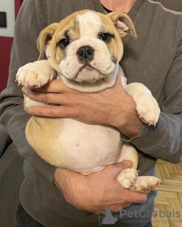 Zusätzliche Fotos: Englische Bulldogge