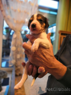 Foto №2 zu Ankündigung № 166243 zu verkaufen russischer jagdhund - einkaufen Deutschland züchter