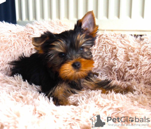 Foto №3. Yorkshire-Terrier-Welpen. Österreich