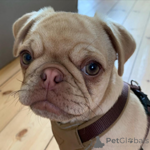 Foto №2 zu Ankündigung № 136831 zu verkaufen  - einkaufen Schweiz züchter