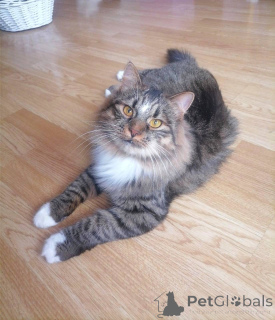 Foto №3. Charismatischer Tiger. Weißrussland