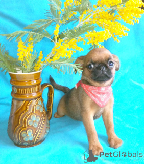 Foto №2 zu Ankündigung № 165636 zu verkaufen petit brabançon - einkaufen Russische Föderation quotient 	ankündigung