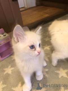 Foto №1. ragdoll-katze - zum Verkauf in der Stadt Hoer | 990€ | Ankündigung № 168489