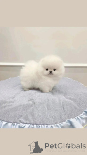 Foto №2 zu Ankündigung № 164991 zu verkaufen pommersche spitz - einkaufen Finnland quotient 	ankündigung, züchter