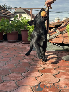 Foto №3. Arbeitshunde der Rasse Deutscher Schäferhund. Serbien