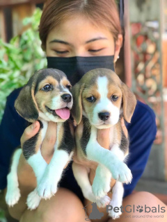 Foto №2 zu Ankündigung № 52756 zu verkaufen beagle - einkaufen Australien 