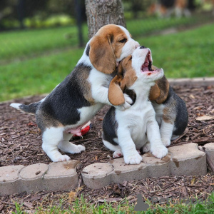 Foto №3. Beagle-Welpen gesucht. Deutschland