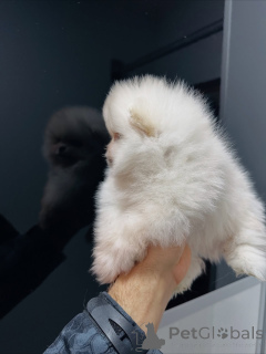 Foto №2 zu Ankündigung № 159131 zu verkaufen pommersche spitz - einkaufen Deutschland züchter