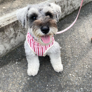 Foto №1. schnauzer - zum Verkauf in der Stadt Warschau | verhandelt | Ankündigung № 121849