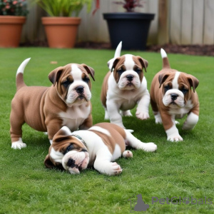 Foto №1. englische bulldogge - zum Verkauf in der Stadt Münster-Sarmsheim | 106€ | Ankündigung № 129590