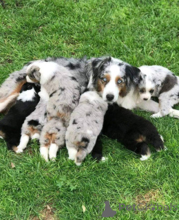 Foto №2 zu Ankündigung № 157518 zu verkaufen australian shepherd - einkaufen Tschechische Republik quotient 	ankündigung