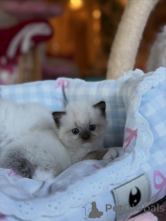 Foto №2 zu Ankündigung № 169615 zu verkaufen ragdoll-katze - einkaufen Italien quotient 	ankündigung