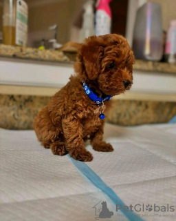 Foto №2 zu Ankündigung № 126829 zu verkaufen pudel (toy) - einkaufen Frankreich züchter