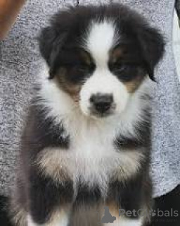 Foto №3. Australischer Herder-Welpen zum Verkauf. Belgien