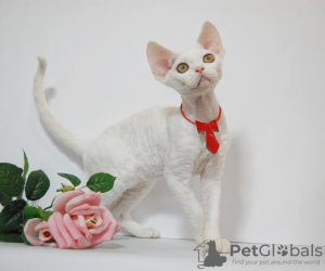 Foto №1. devon rex - zum Verkauf in der Stadt Москва | 1041€ | Ankündigung № 44549