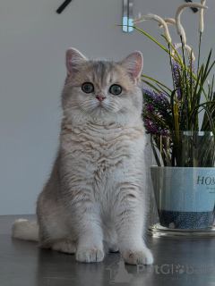 Foto №1. chinchilla-katze - zum Verkauf in der Stadt Leipzig | verhandelt | Ankündigung № 166818