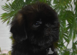 Foto №4. Ich werde verkaufen shih tzu in der Stadt Tver. quotient 	ankündigung - preis - 755€