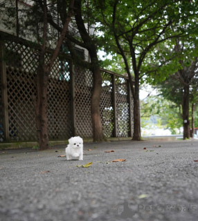 Foto №1. malteser - zum Verkauf in der Stadt Berlin | 650€ | Ankündigung № 158130