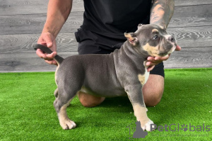 Zusätzliche Fotos: American Bully Pocket Welpen