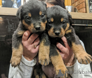 Foto №1. rottweiler - zum Verkauf in der Stadt Falkenberg | 850€ | Ankündigung № 168432