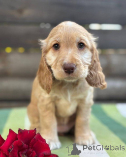 Foto №1. english cocker spaniel - zum Verkauf in der Stadt Friskala | verhandelt | Ankündigung № 160392