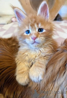 Foto №2 zu Ankündigung № 166814 zu verkaufen maine-coon-katze - einkaufen Belgien züchter