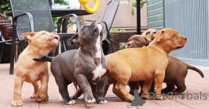 Foto №2 zu Ankündigung № 167472 zu verkaufen american bulldog - einkaufen Dänemark quotient 	ankündigung, züchter