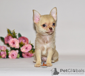 Zusätzliche Fotos: Schönes braunes Haar mit einer Schokoladennase. Chihuahua-Junge.