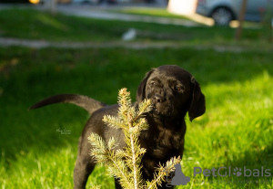 Foto №3. Labrador-Retriever-Welpen. Serbien