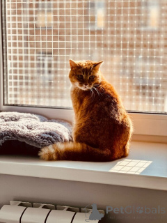 Foto №3. Eine rot geheimer Schönheit mit einem Charakter sucht dringend ein Haus!. Russische Föderation