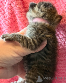 Foto №3. Meine schönen bengalischen Kätzchen dienen zur Adoption und Rehoming. Deutschland