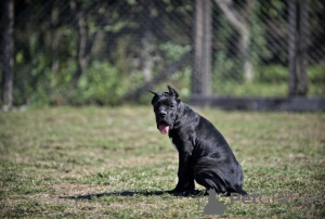 Foto №1. cane corso italiano - zum Verkauf in der Stadt Belgrad | verhandelt | Ankündigung № 119870