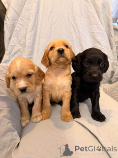 Foto №1. cavalier king charles spaniel - zum Verkauf in der Stadt Kalifornien Stadt | 484€ | Ankündigung № 161376