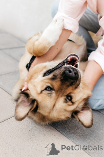 Foto №4. Ich werde verkaufen mischlingshund in der Stadt Moskwa.  - preis - Frei