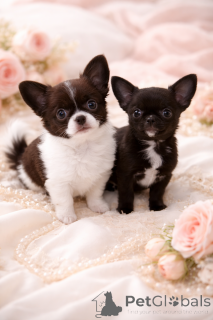 Foto №3. Schwarze VIP-Perle!. Ukraine